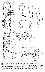 Macrostomum baringoense