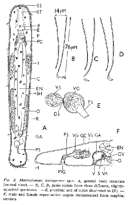 Macrostomum baringoense