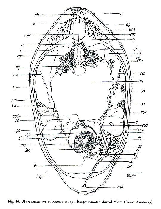 Macrostomum cairoense