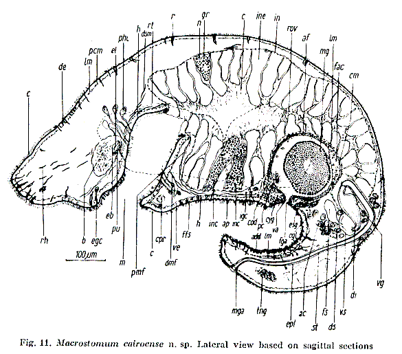 Macrostomum cairoense