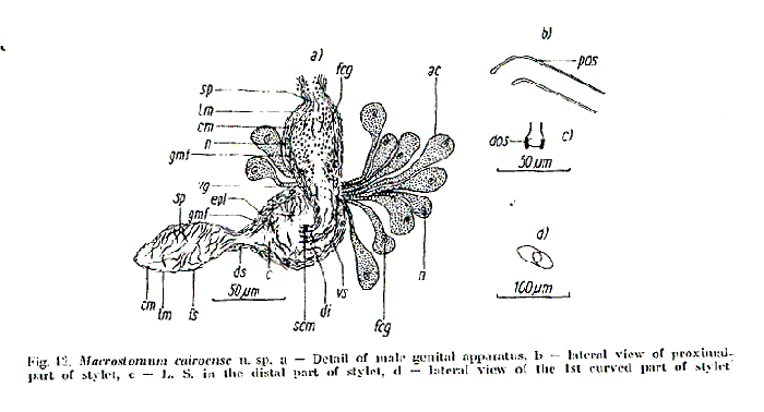 Macrostomum cairoense