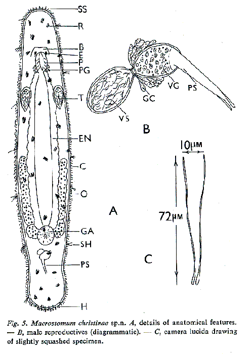 Macrostomum christinae