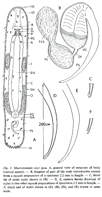 Macrostomum coxi