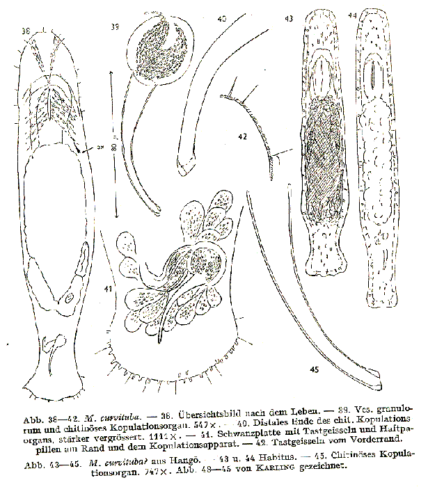 Macrostomum curvituba