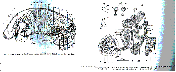 Macrostomum dorsiforum