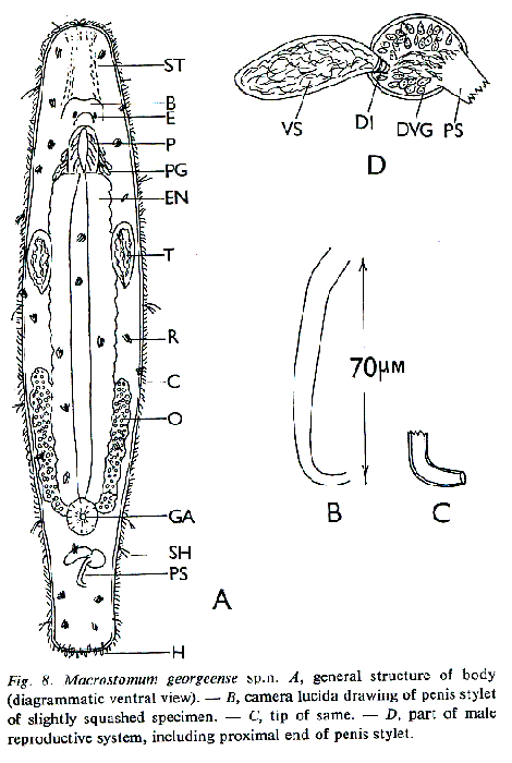 Macrostomum georgeense