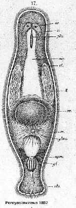 Macrostomum gracile