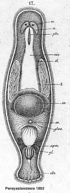 Macrostomum gracile