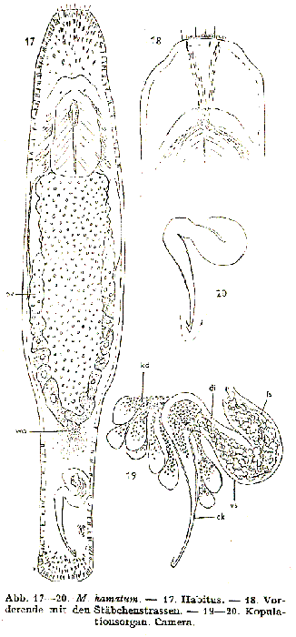 Macrostomum hamatum