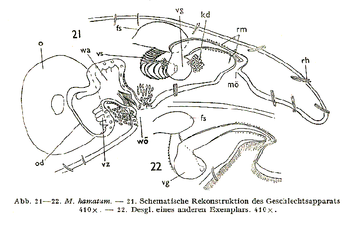 Macrostomum hamatum