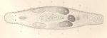 3.  Macrostomum hystrix ?rsted.  a.  Mund?ffnung, ?ber derselben die beiden kleinen schwarzen Augen.  b.  Magengrund, in welchem Wimperbewegung.  cc.  Hoden. d.  vas deferens.  e.  Samenblase.  f.  penis  gg.  Eierst?cke.  h.  Geschlechts?ffnung.