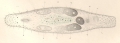 Platyhelminthes (flatworms)