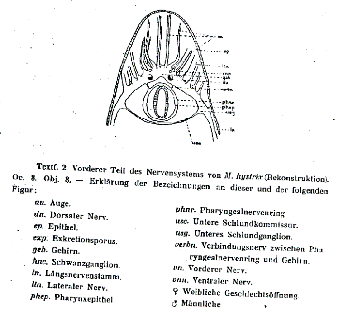 Macrostomum hystrix