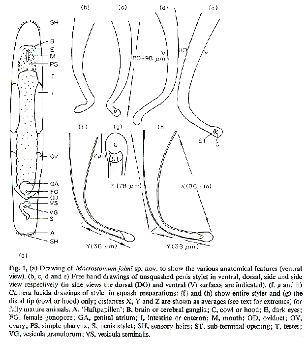 Macrostomum johni