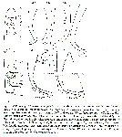 Platyhelminthes (flatworms)