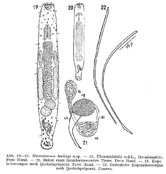 Macrostomum karlingi