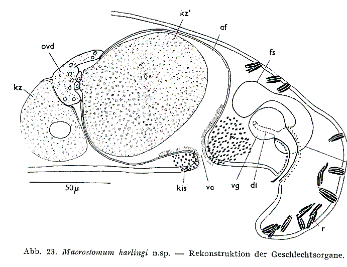 Macrostomum karlingi