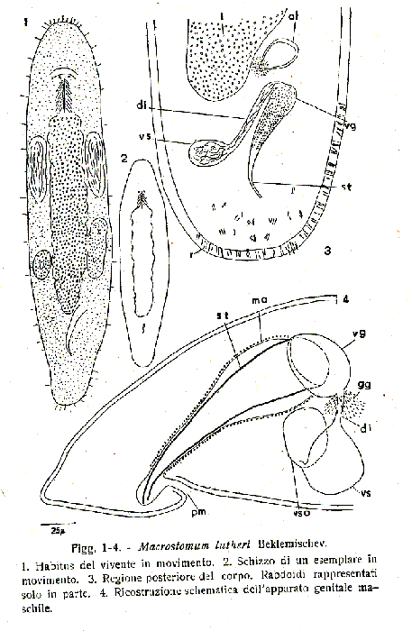 Macrostomum lutheri