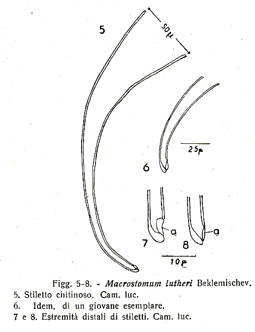 Macrostomum lutheri