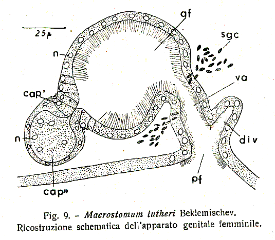 Macrostomum lutheri