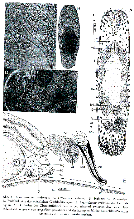 Macrostomum majesticis