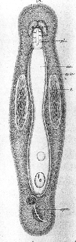 Macrostomum megalogastricum