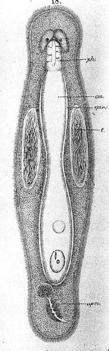 Macrostomum megalogastricum