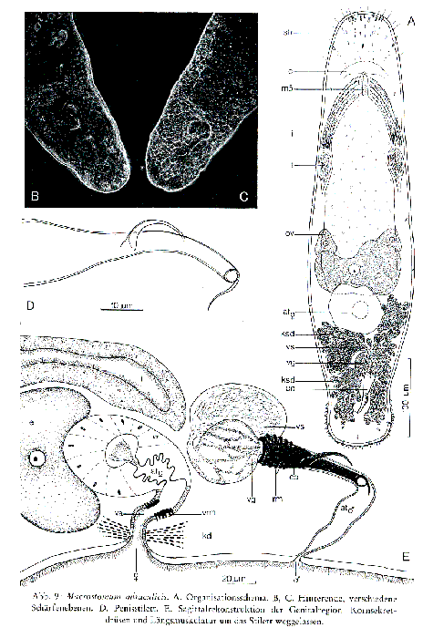 Macrostomum miraculicis