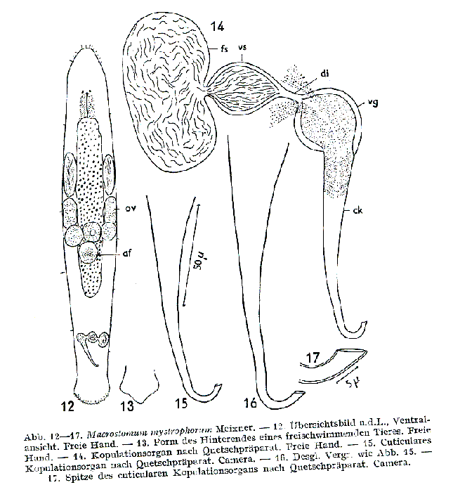 Macrostomum mystrophorum