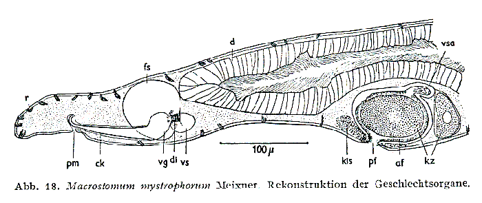 Macrostomum mystrophorum