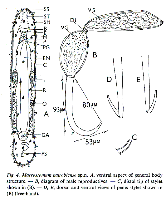 Macrostomum nairobiense