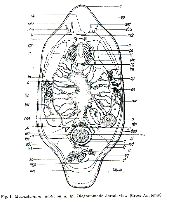 Macrostomum niloticum