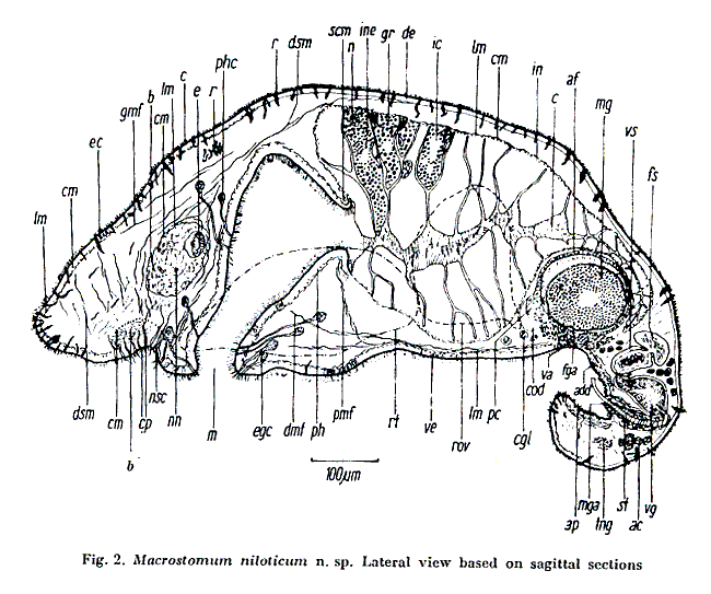 Macrostomum niloticum