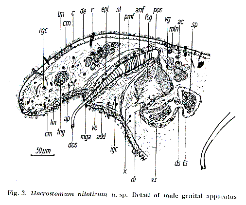 Macrostomum niloticum