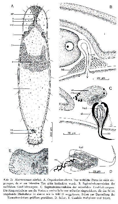 Macrostomum obelicis