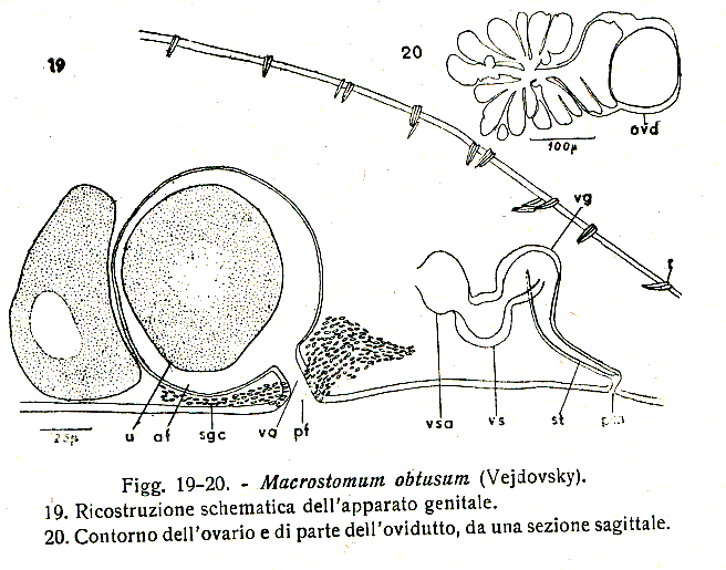 Macrostomum obtusum