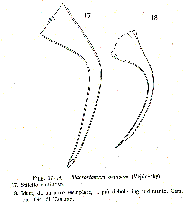 Macrostomum obtusum