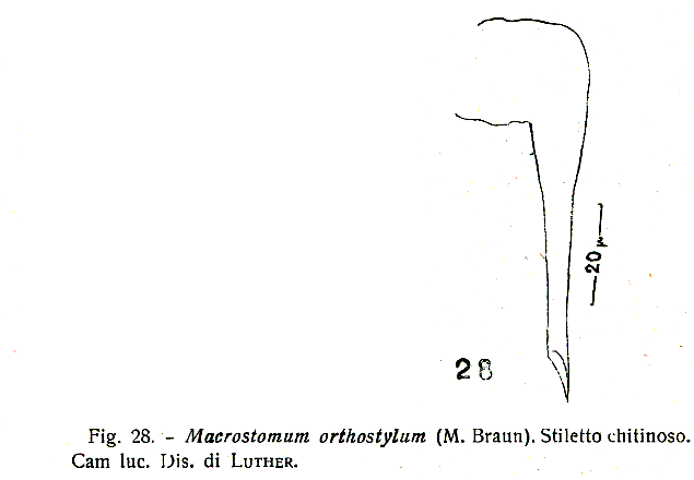 Macrostomum orthostylum