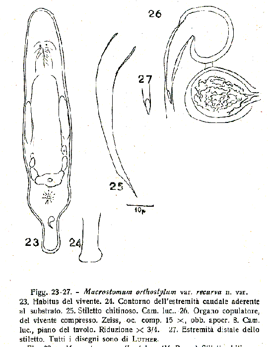 Macrostomum orthostylum recurva