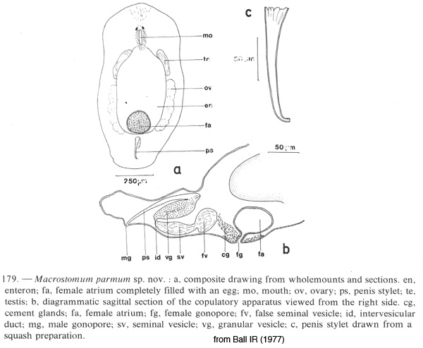 Macrostomum parmum