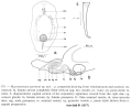 Platyhelminthes (flatworms)