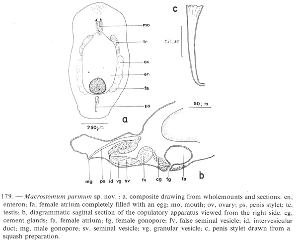 Macrostomum parmum