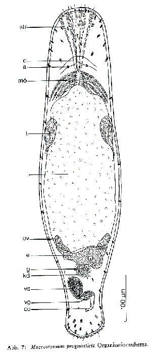 Macrostomum prognosticis