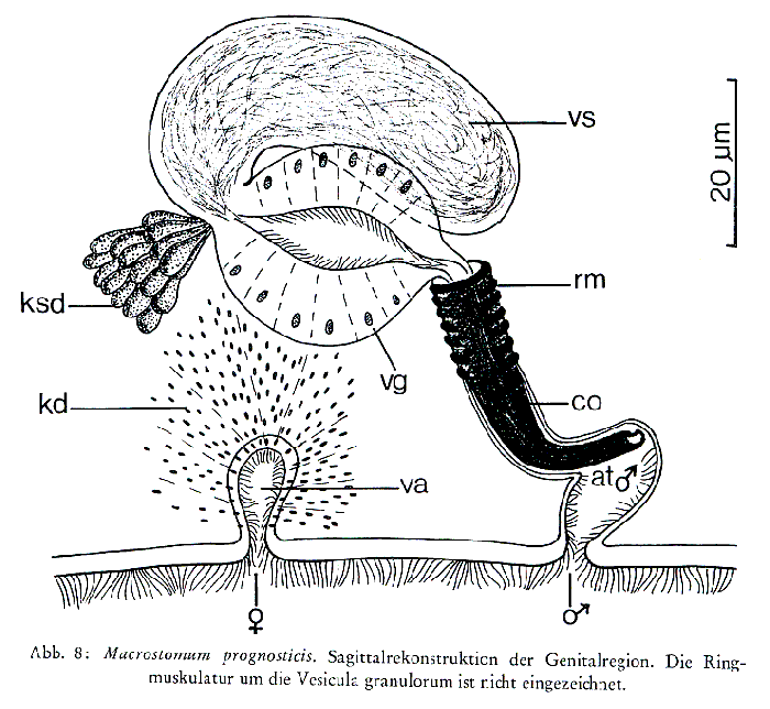 Macrostomum prognosticis