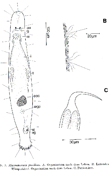 Macrostomum pusillum