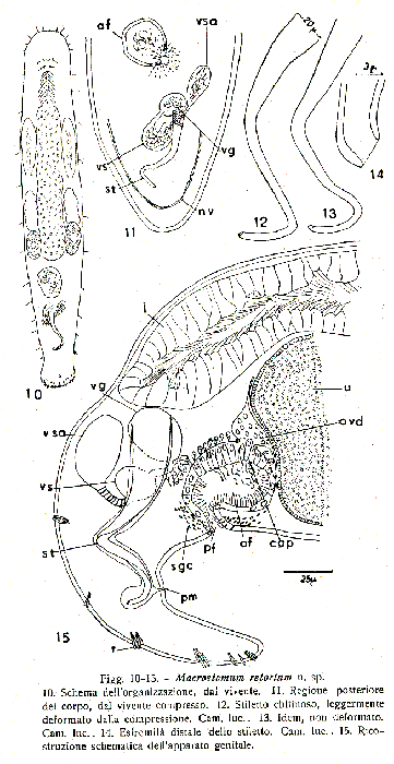 Macrostomum retortum