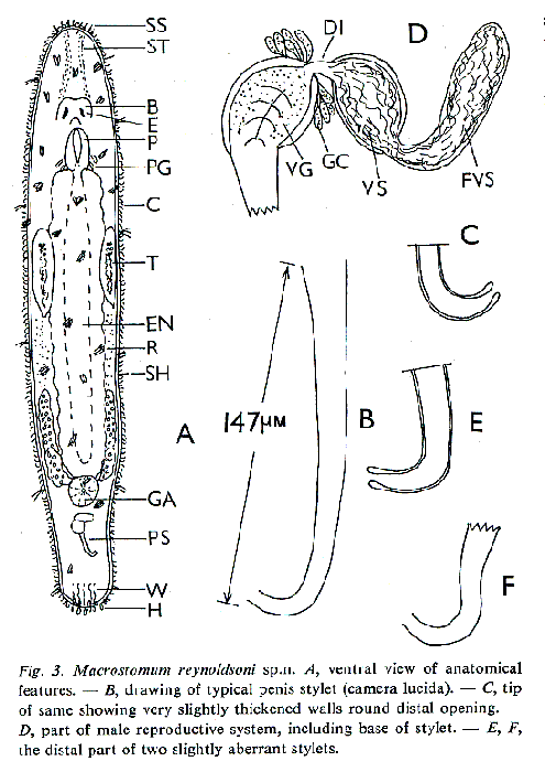 Macrostomum reynoldsoni