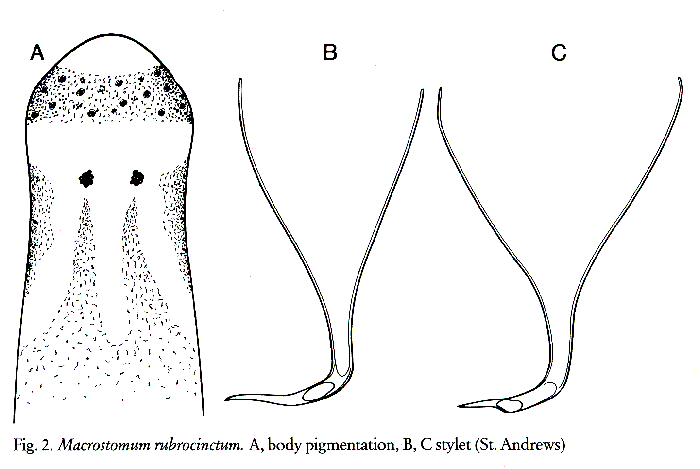 Macrostomum rubrocinctum