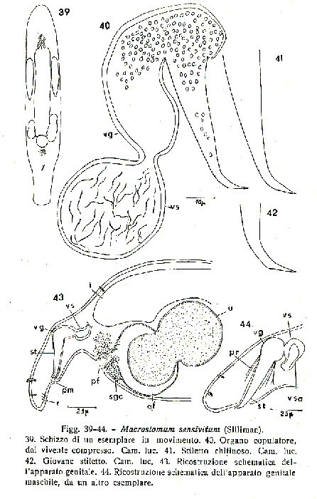 Macrostomum sensitivum