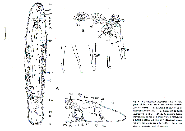 Macrostomum sinyaense